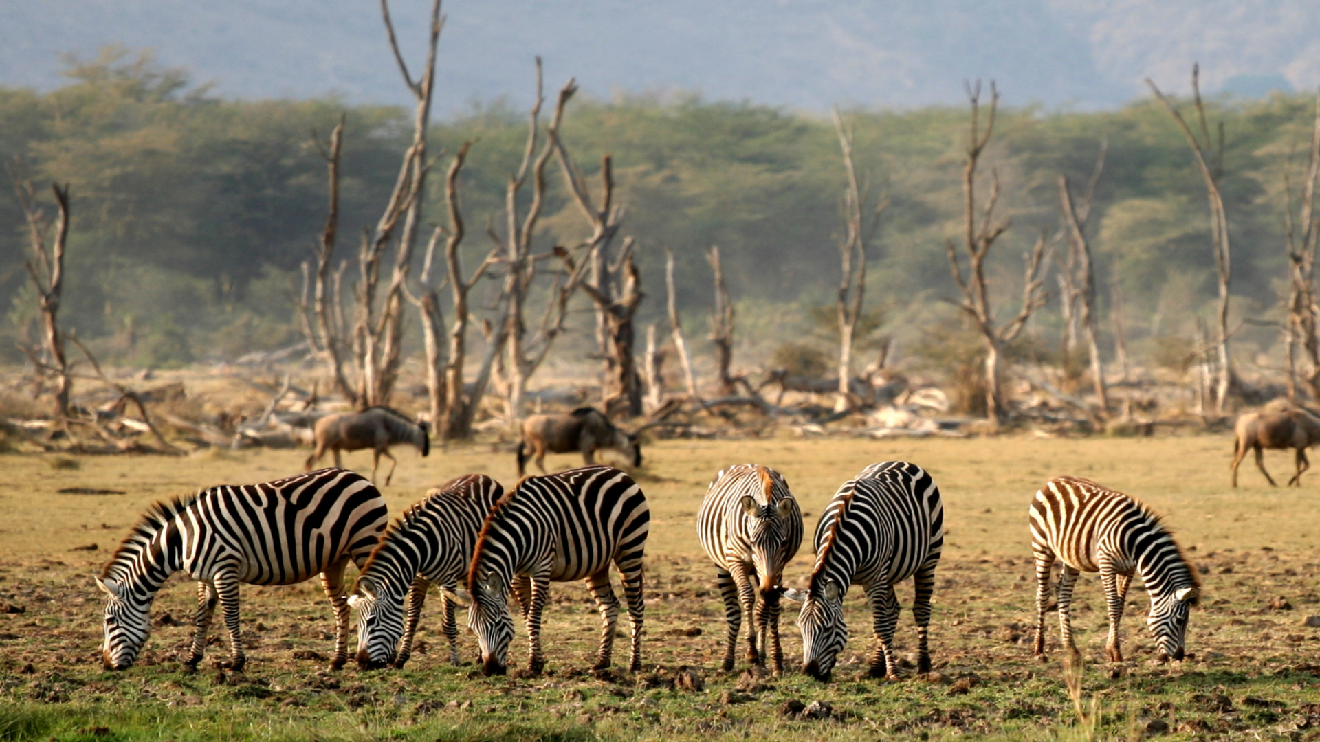 Zebra Debout Sur un Terrain D'herbe Verte Pendant la Journée. Wallpaper in 1920x1080 Resolution