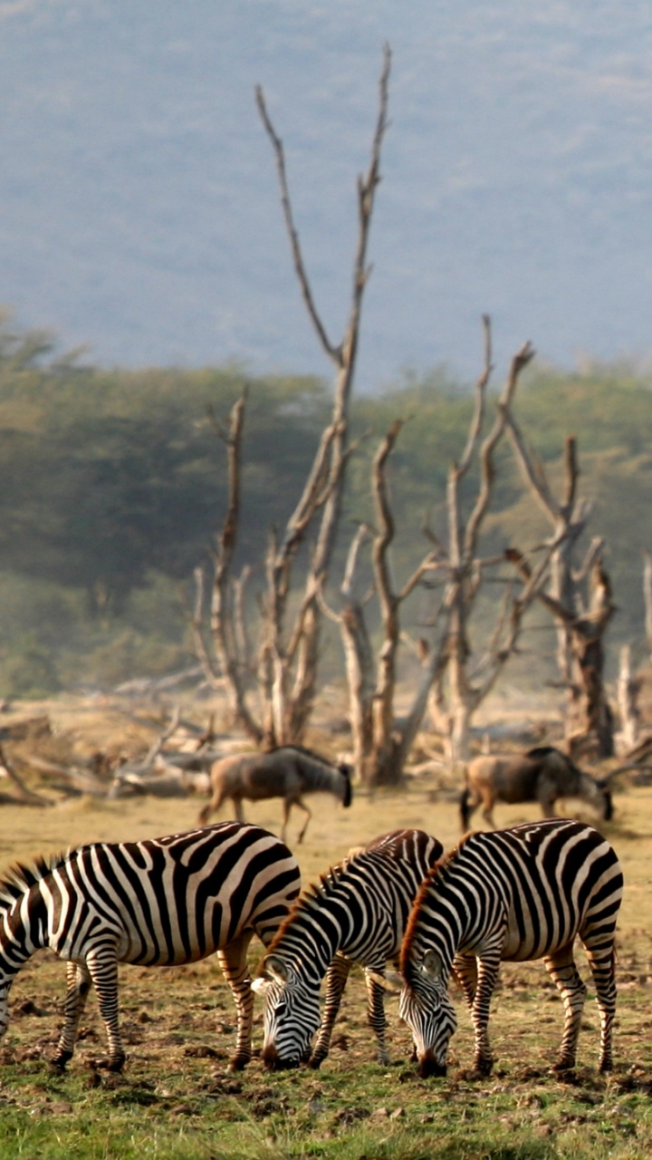 Zebra Debout Sur un Terrain D'herbe Verte Pendant la Journée. Wallpaper in 720x1280 Resolution