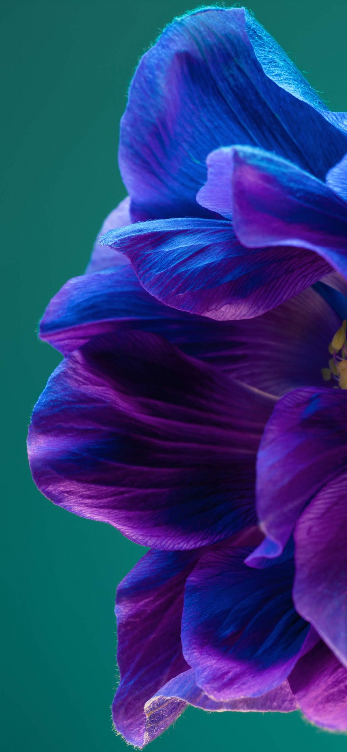 Huawei P40 Pro, Huawei P40, 智能手机, 安卓, 紫色的 壁纸 1125x2436 允许