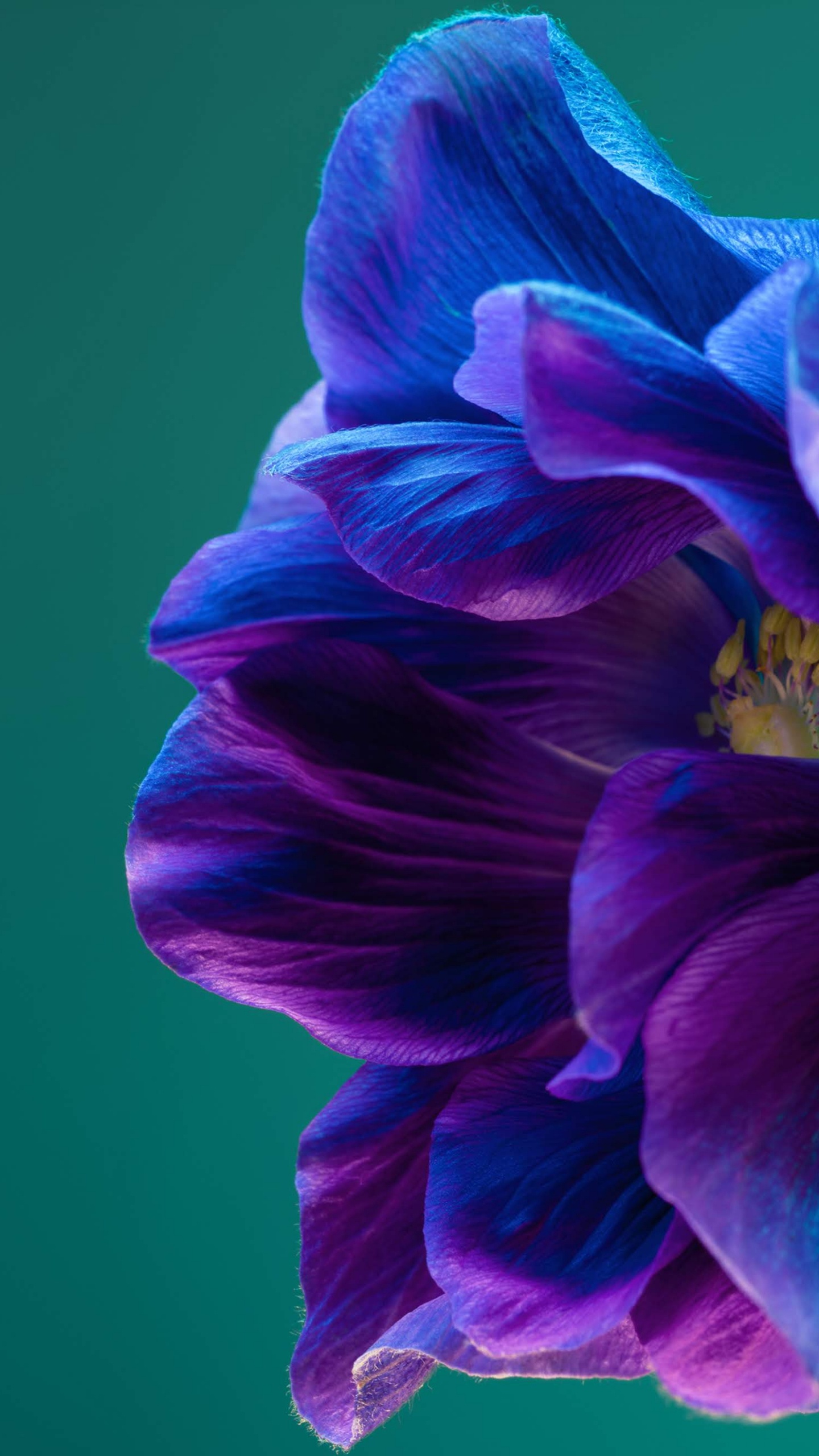 Huawei P40 Pro, Huawei P40, 智能手机, 安卓, 紫色的 壁纸 1440x2560 允许