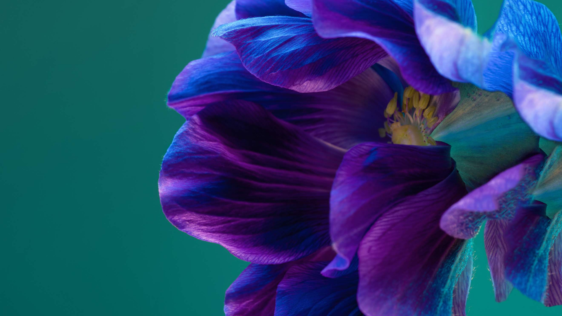 Huawei P40 Pro, Huawei P40, 智能手机, 安卓, 紫色的 壁纸 1920x1080 允许