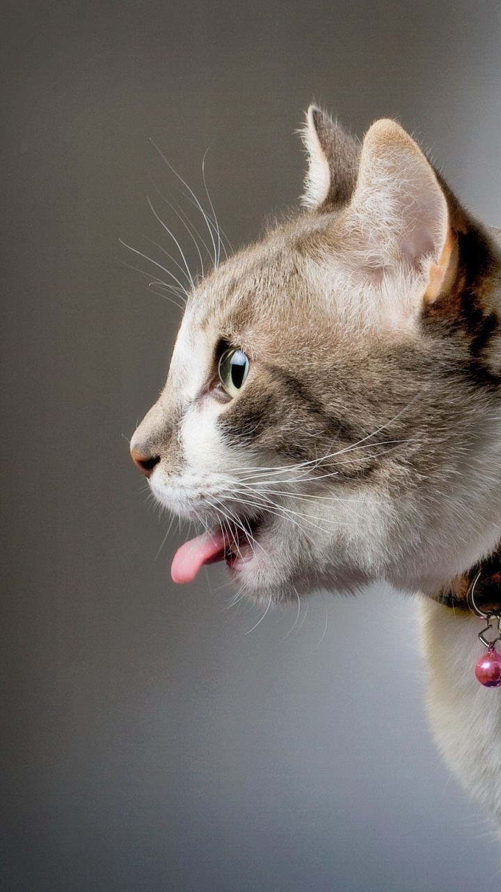 小猫, 哈瓦那棕色的, 爱琴的猫, 美国wirehair, 大花猫 壁纸 720x1280 允许