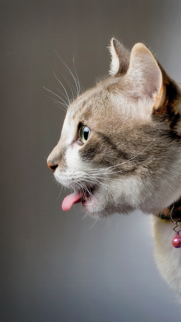 小猫, 哈瓦那棕色的, 爱琴的猫, 美国wirehair, 大花猫 壁纸 750x1334 允许