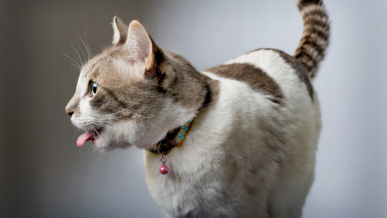 White and Brown Short Fur Cat. Wallpaper in 1280x720 Resolution