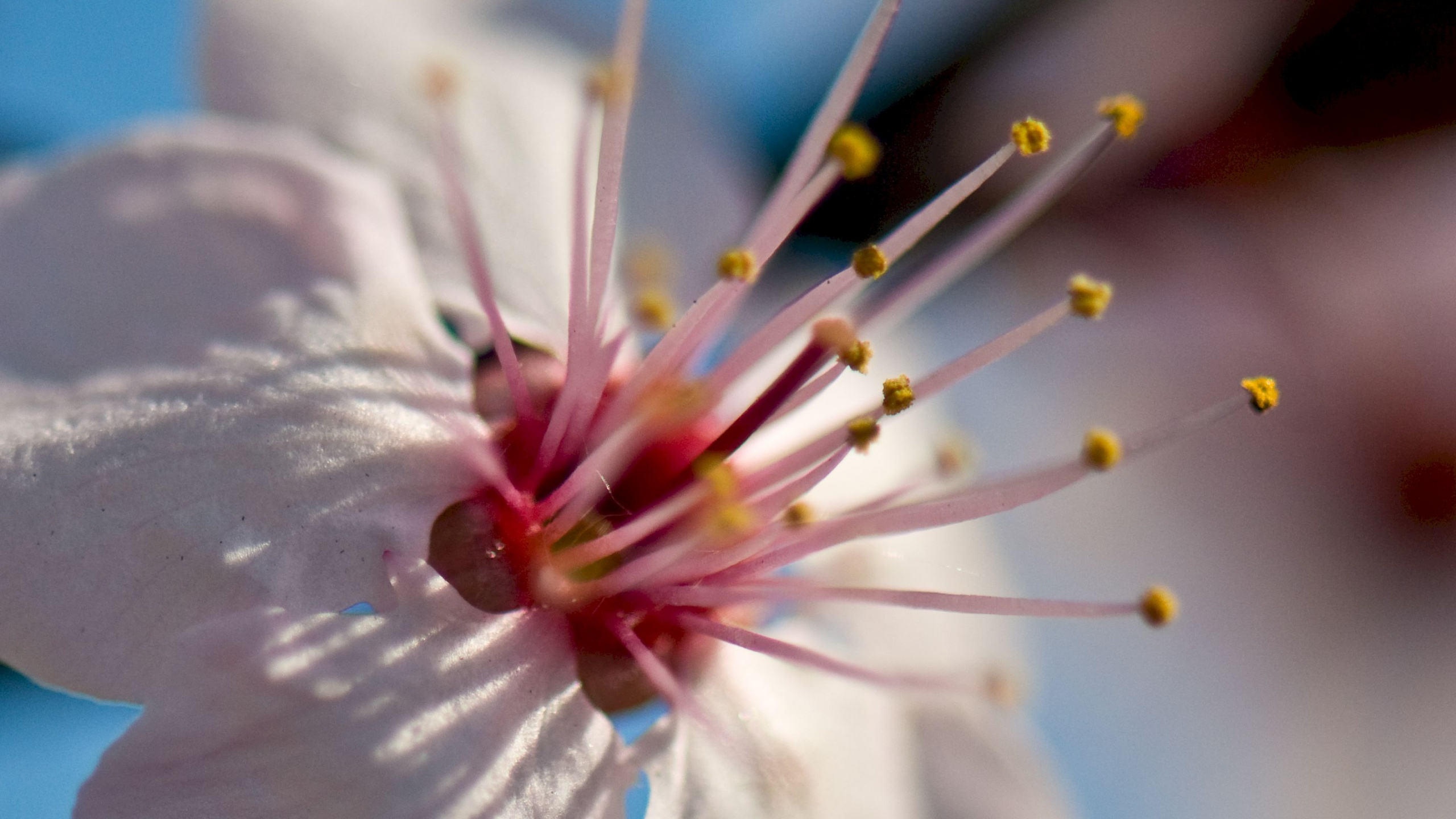 Flor de Cerezo Blanco en Fotografía de Cerca. Wallpaper in 2560x1440 Resolution
