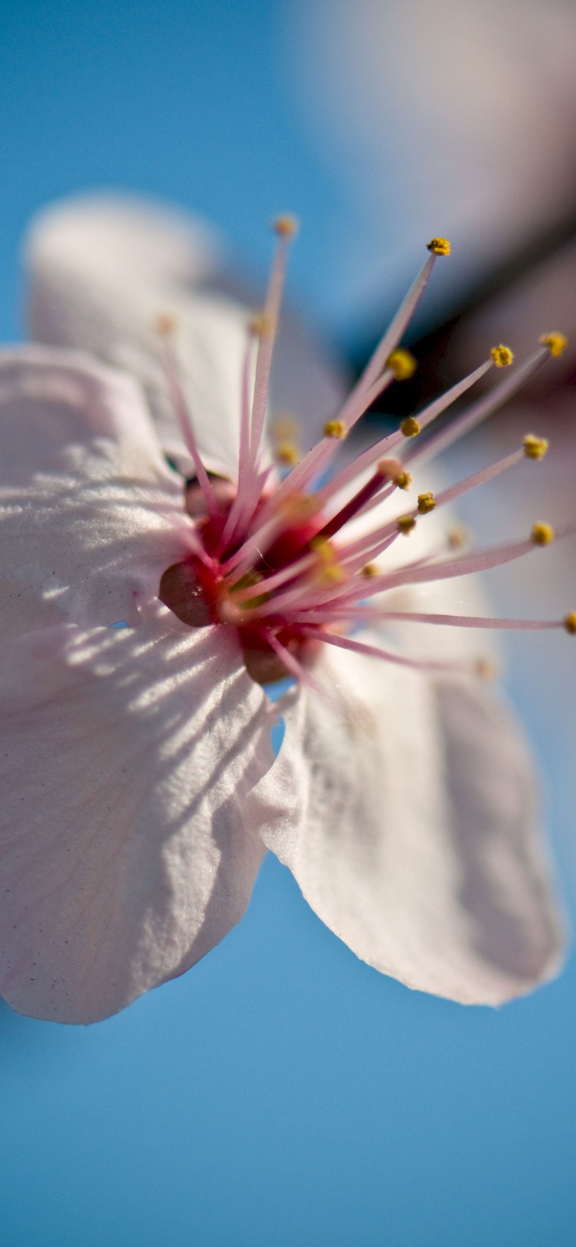 White Cherry Blossom in Close up Photography. Wallpaper in 1125x2436 Resolution