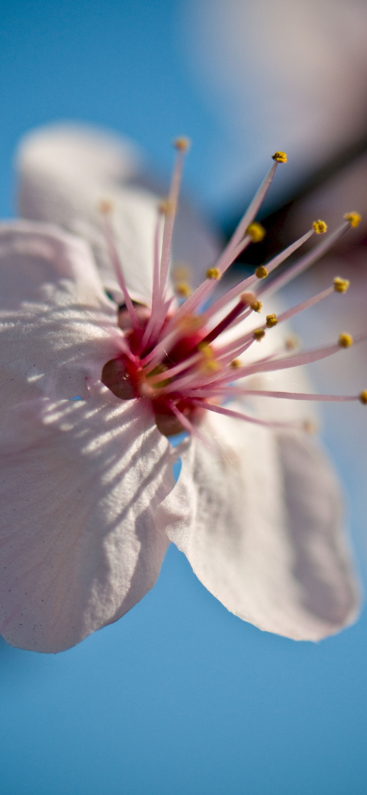 White Cherry Blossom in Close up Photography. Wallpaper in 1242x2688 Resolution