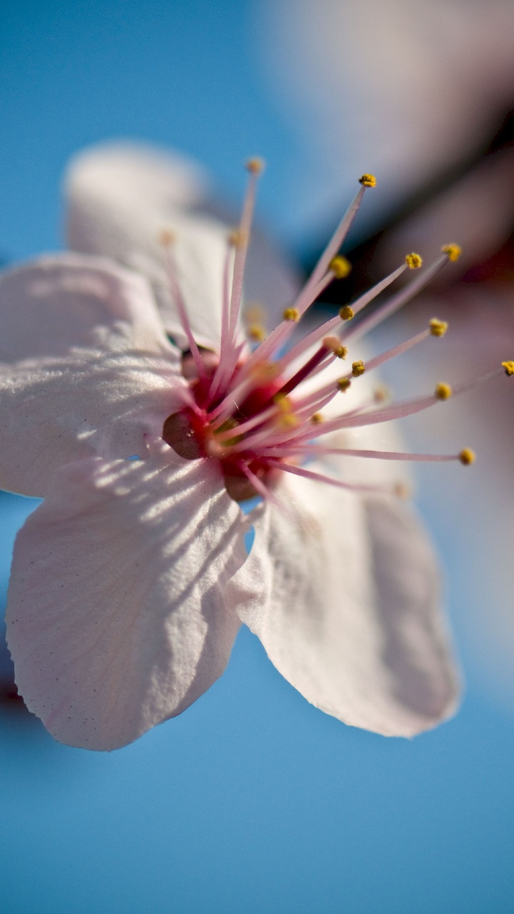 White Cherry Blossom in Close up Photography. Wallpaper in 720x1280 Resolution
