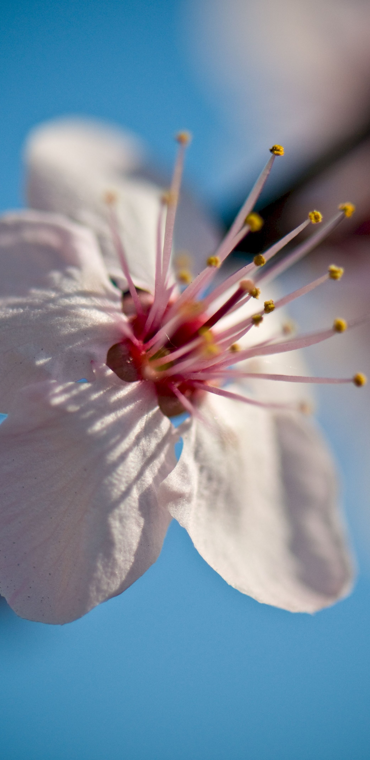 Fleur de Cerisier Blanc en Photographie Rapprochée. Wallpaper in 1440x2960 Resolution