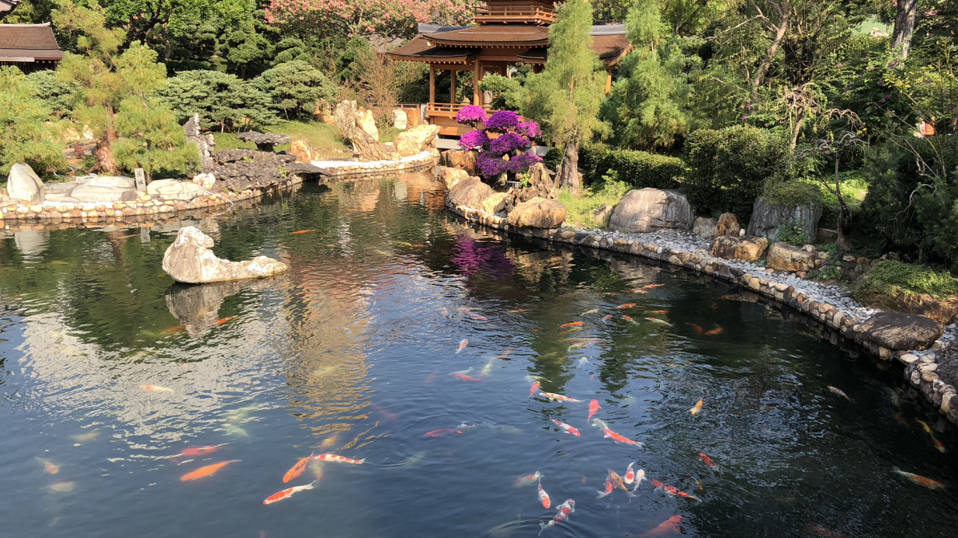 反射, 水道, 花园, 水资源, 水的特征 壁纸 1366x768 允许