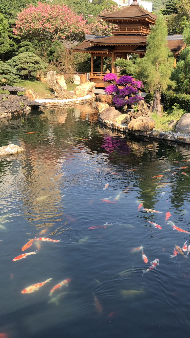 反射, 水道, 花园, 水资源, 水的特征 壁纸 750x1334 允许