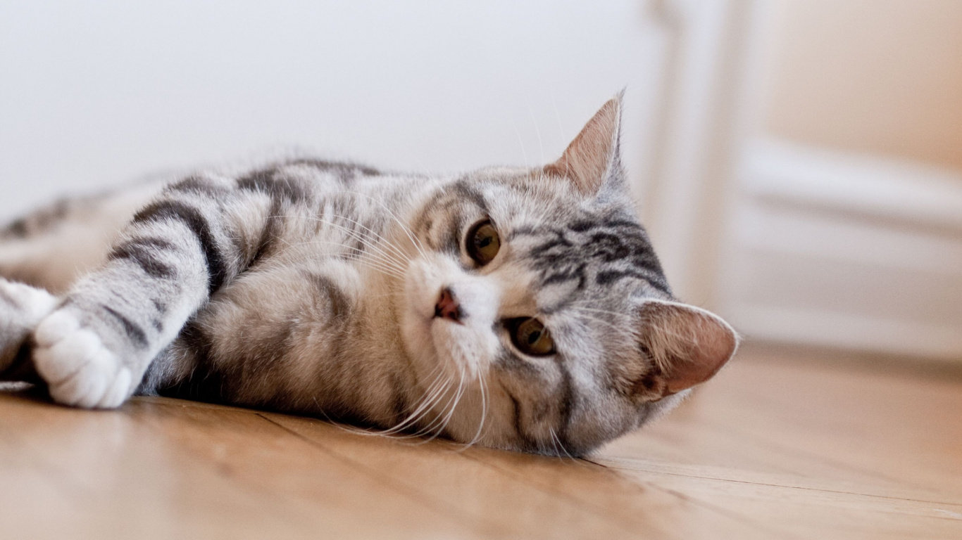 Silver Tabby Cat Lying on Brown Wooden Floor. Wallpaper in 1366x768 Resolution