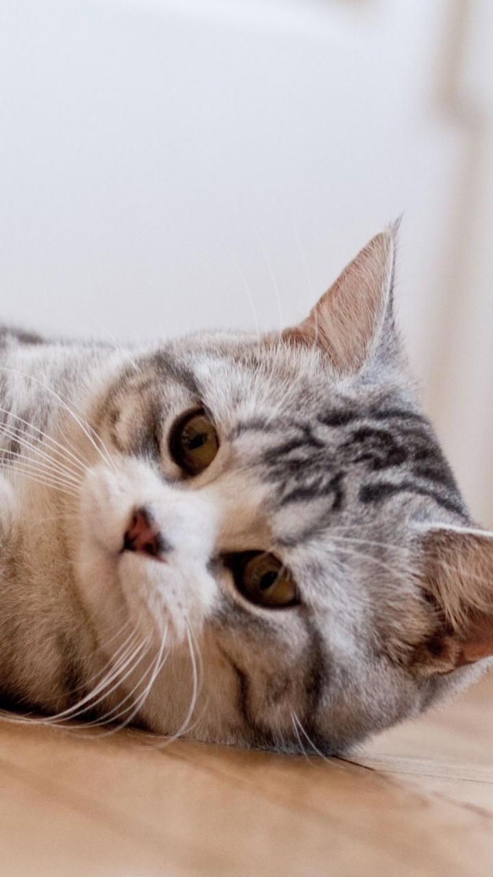 Silver Tabby Cat Lying on Brown Wooden Floor. Wallpaper in 720x1280 Resolution