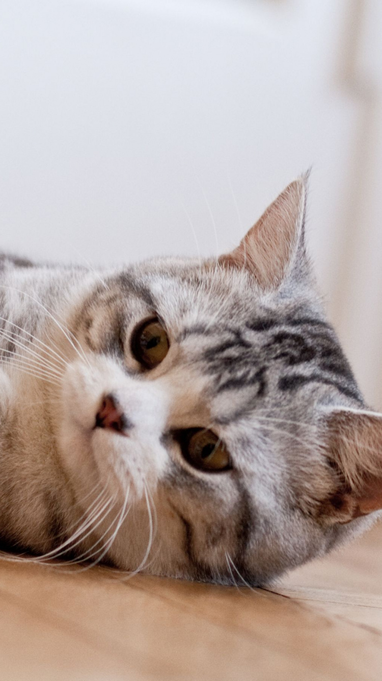 Silver Tabby Cat Lying on Brown Wooden Floor. Wallpaper in 750x1334 Resolution