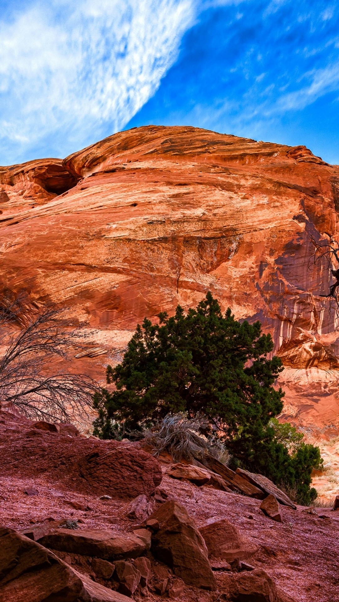 Brown Bare Tree on Brown Rock Formation Under Blue Sky During Daytime. Wallpaper in 1080x1920 Resolution