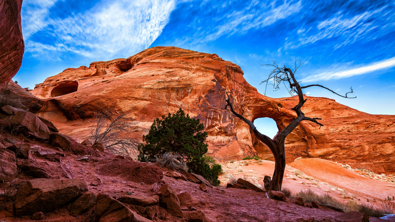 Brown Bare Tree on Brown Rock Formation Under Blue Sky During Daytime. Wallpaper in 1280x720 Resolution