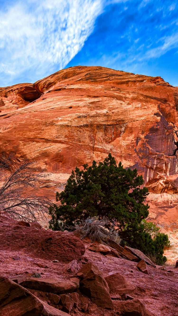 Brown Arbre nu Sur Brown Rock Formation Sous Ciel Bleu Pendant la Journée. Wallpaper in 750x1334 Resolution