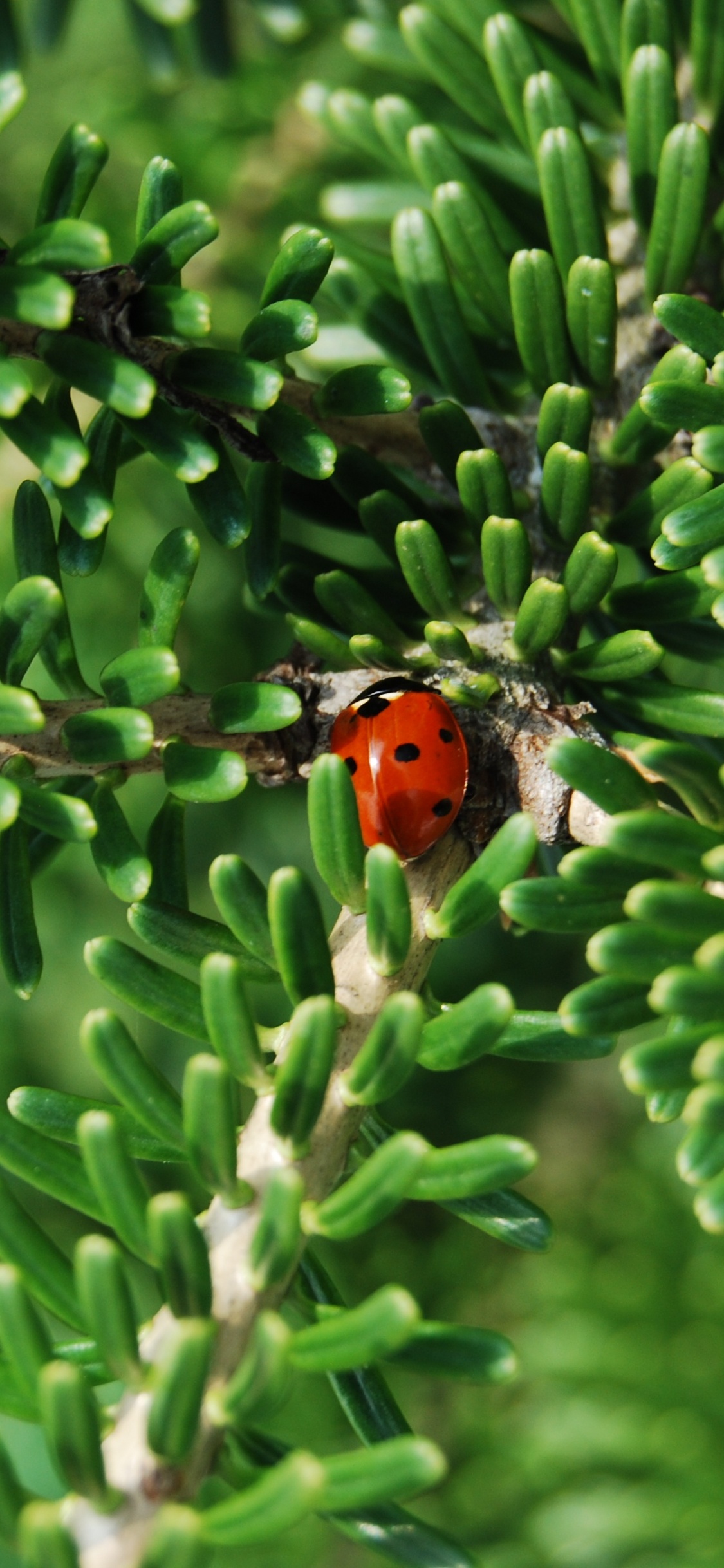 Coccinelle Rouge et Noire Sur Plante Verte Pendant la Journée. Wallpaper in 1125x2436 Resolution