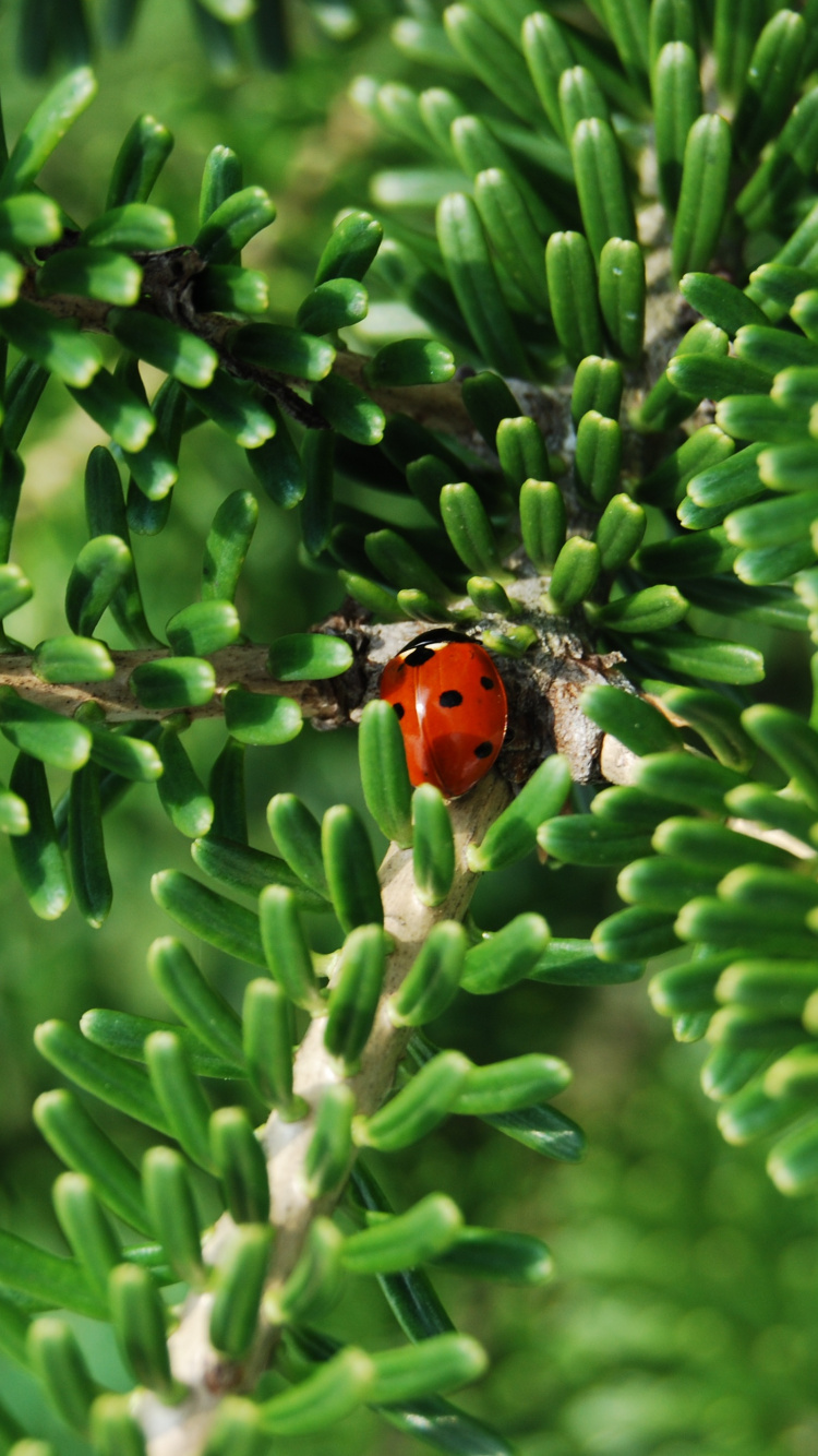Coccinelle Rouge et Noire Sur Plante Verte Pendant la Journée. Wallpaper in 750x1334 Resolution