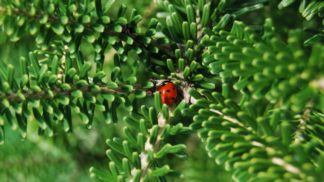 Red and Black Ladybug on Green Plant During Daytime. Wallpaper in 1280x720 Resolution