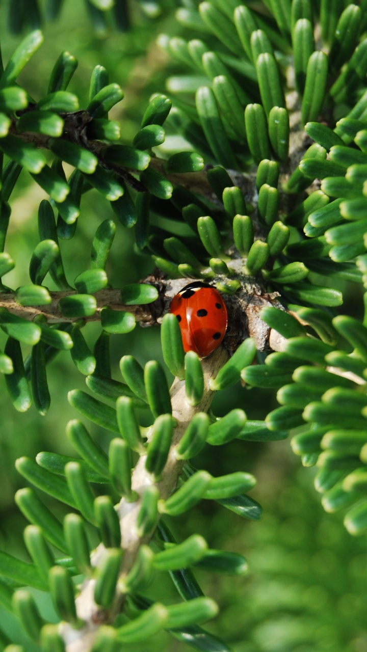 Red and Black Ladybug on Green Plant During Daytime. Wallpaper in 720x1280 Resolution