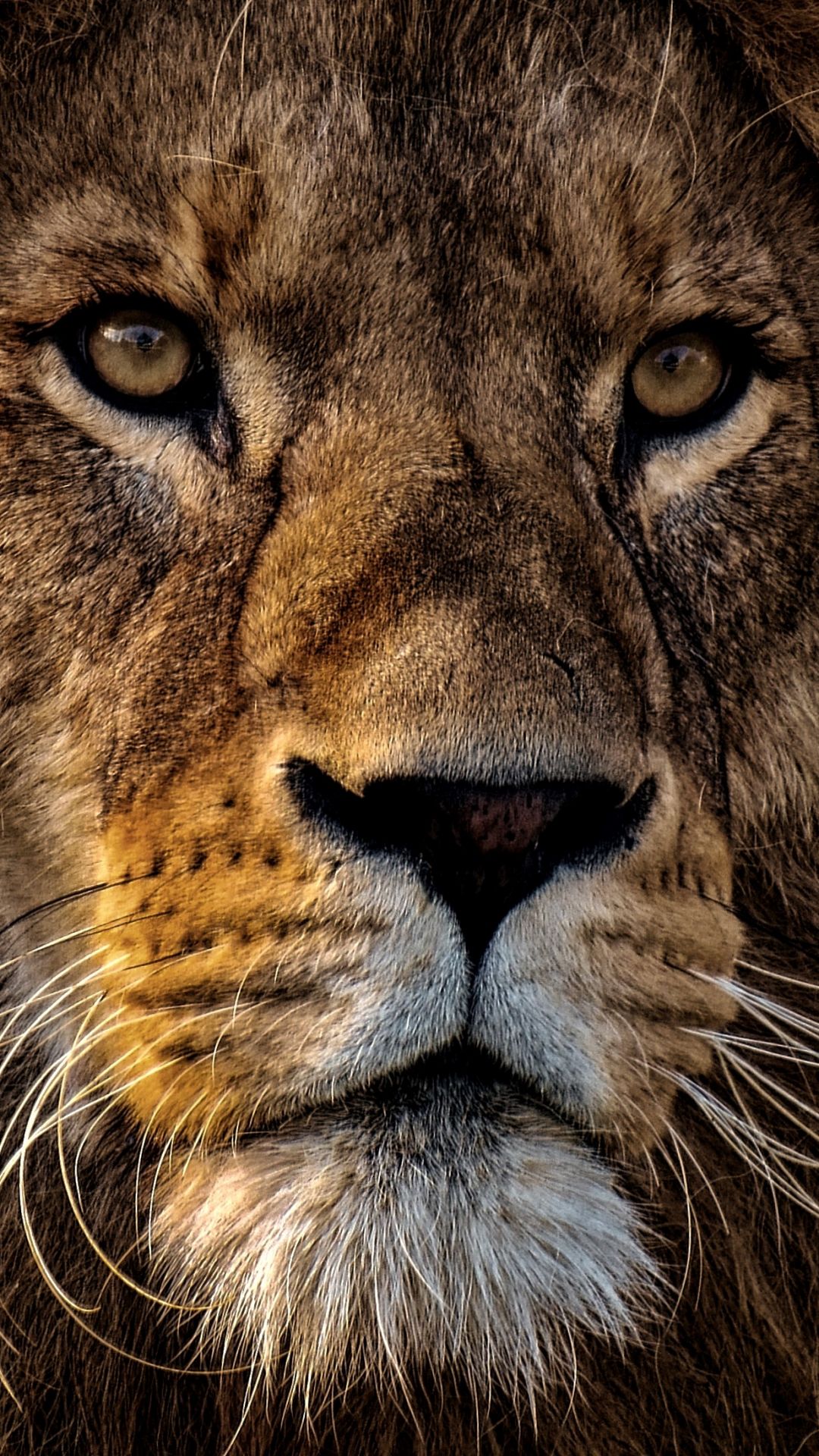 1,000+ Best Lion Photos · 100% Free Download · Pexels Stock Photos