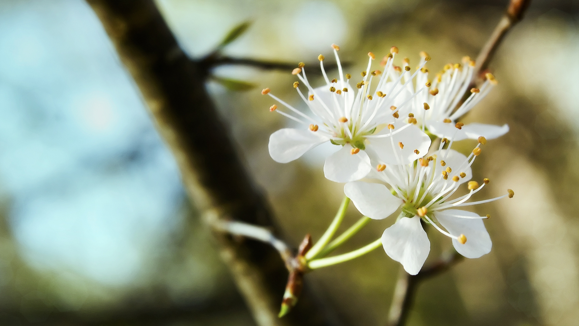 Flor de Cerezo Blanco en Fotografía de Cerca. Wallpaper in 1920x1080 Resolution
