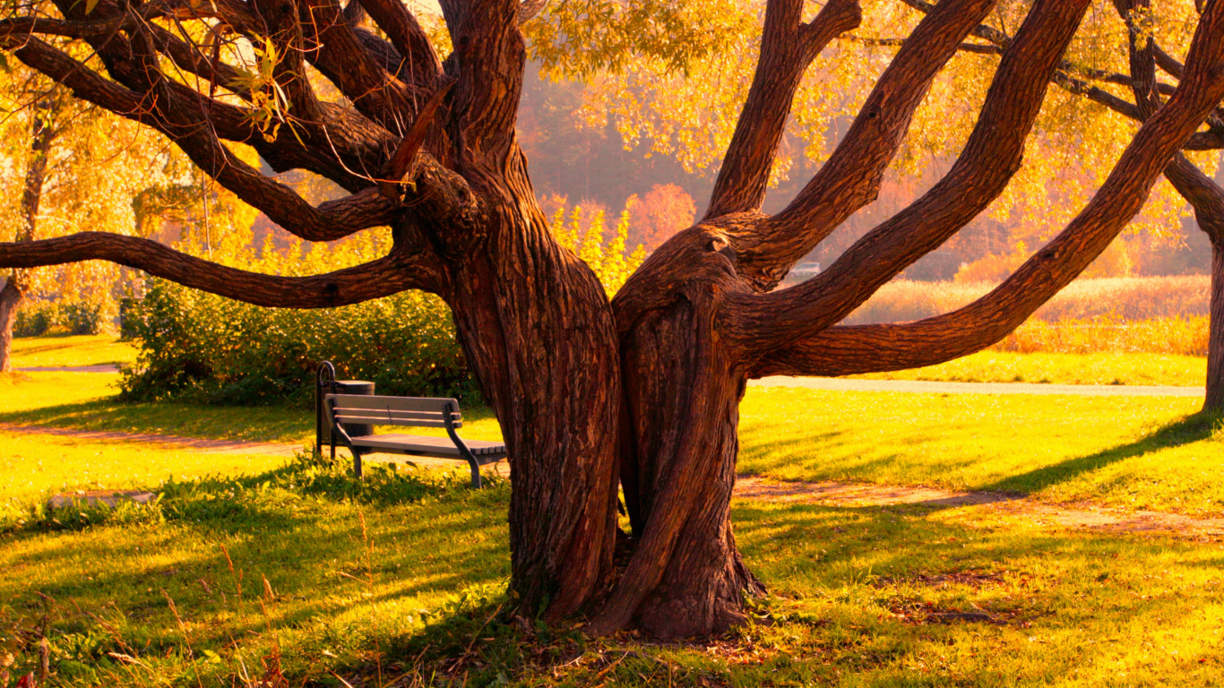 Brown Wooden Bench Under Brown Tree During Daytime. Wallpaper in 1366x768 Resolution