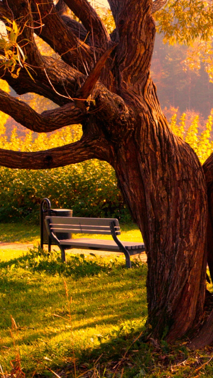 Banc en Bois Brun Sous L'arbre Brun Pendant la Journée. Wallpaper in 720x1280 Resolution