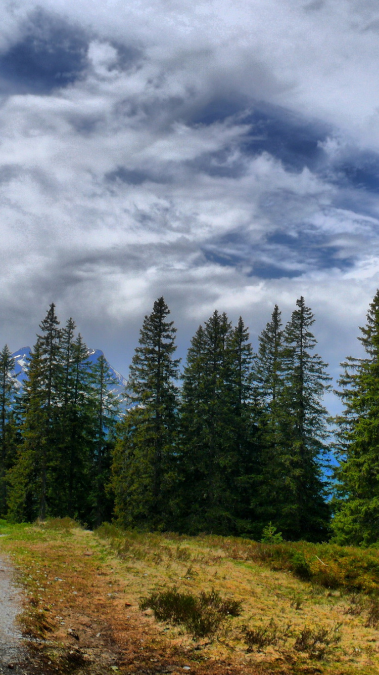 Pinos Verdes Bajo Las Nubes Blancas y el Cielo Azul Durante el Día. Wallpaper in 750x1334 Resolution