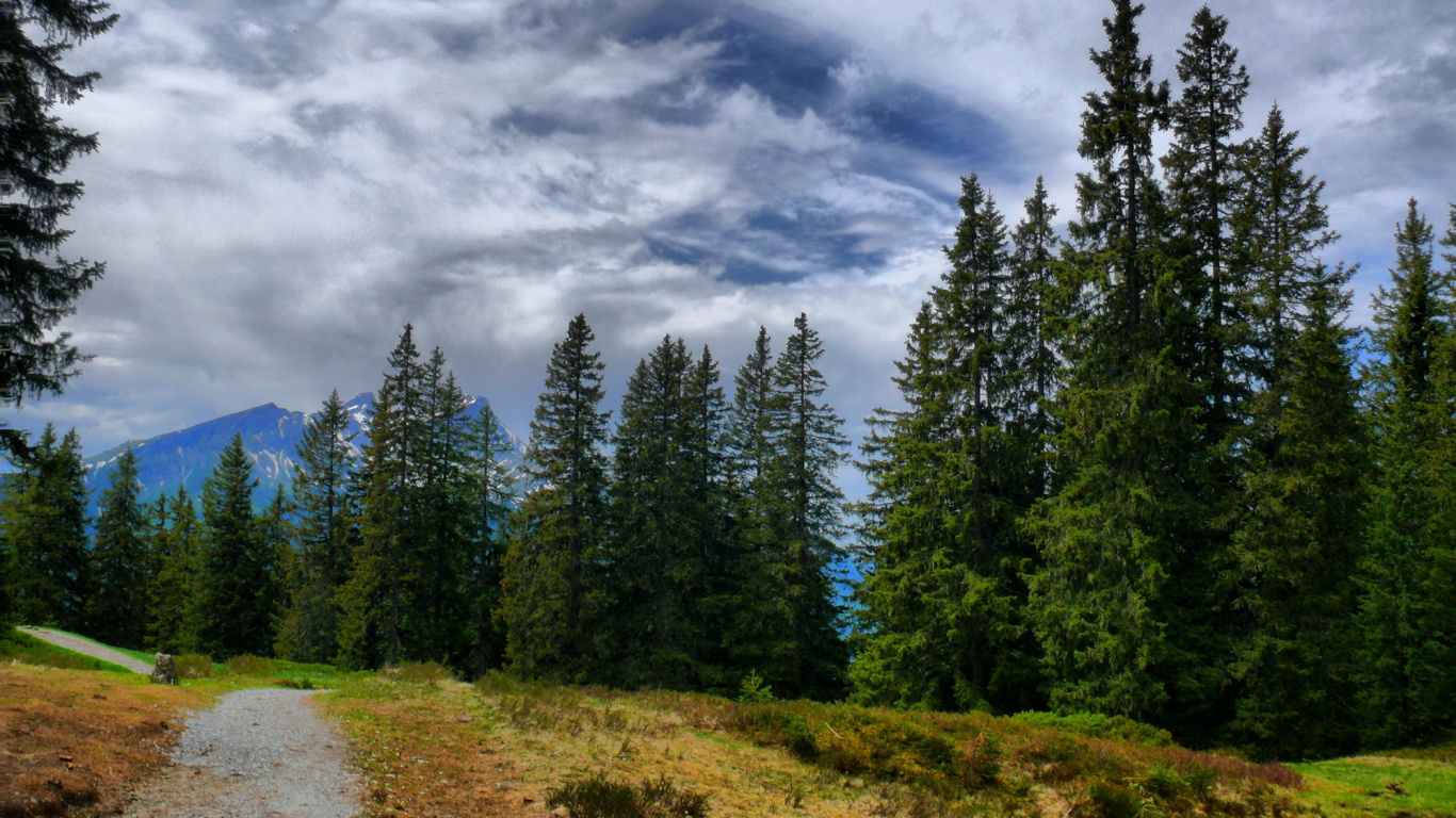 Green Pine Trees Under White Clouds and Blue Sky During Daytime. Wallpaper in 1366x768 Resolution