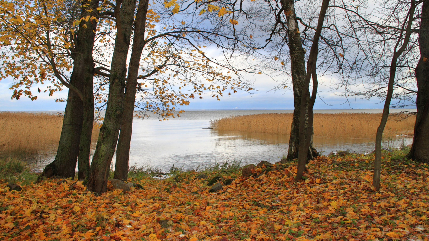Brown Tree Near Body of Water During Daytime. Wallpaper in 1366x768 Resolution