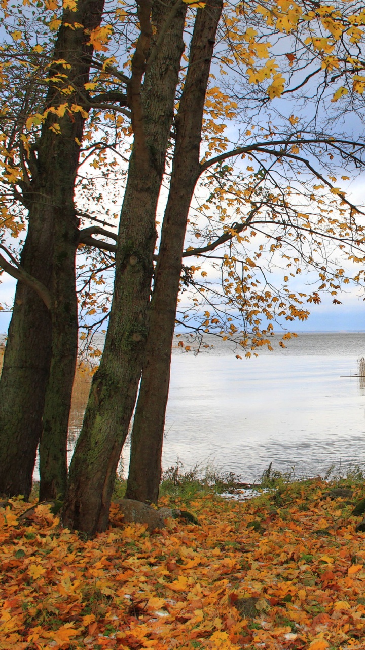 Brauner Baum in Der Nähe Eines Gewässers Tagsüber. Wallpaper in 720x1280 Resolution