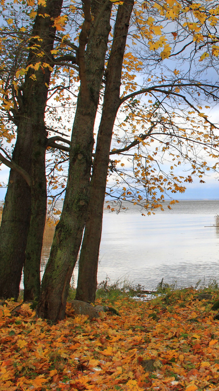 Brauner Baum in Der Nähe Eines Gewässers Tagsüber. Wallpaper in 750x1334 Resolution