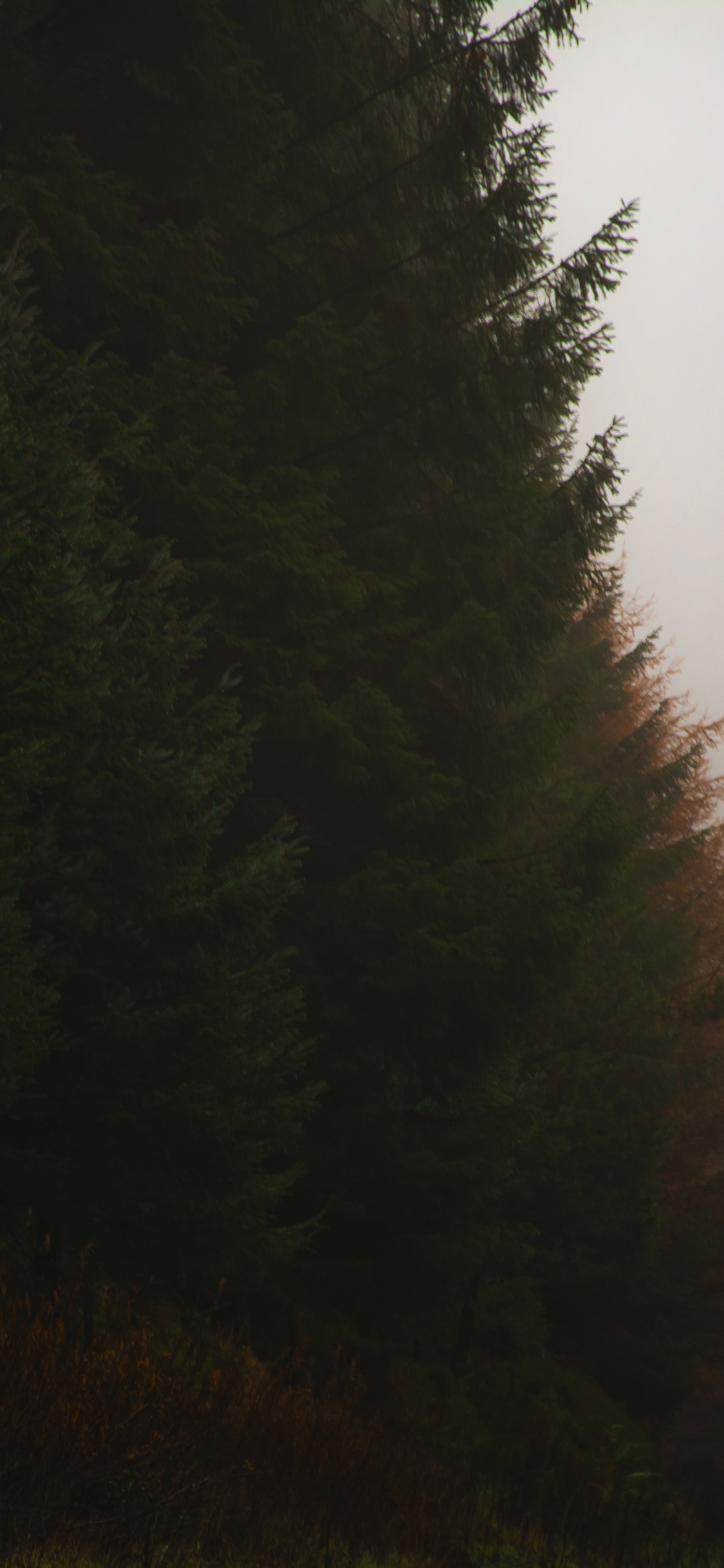 Natur, Baum, Nebel, Licht, Lärche. Wallpaper in 1125x2436 Resolution