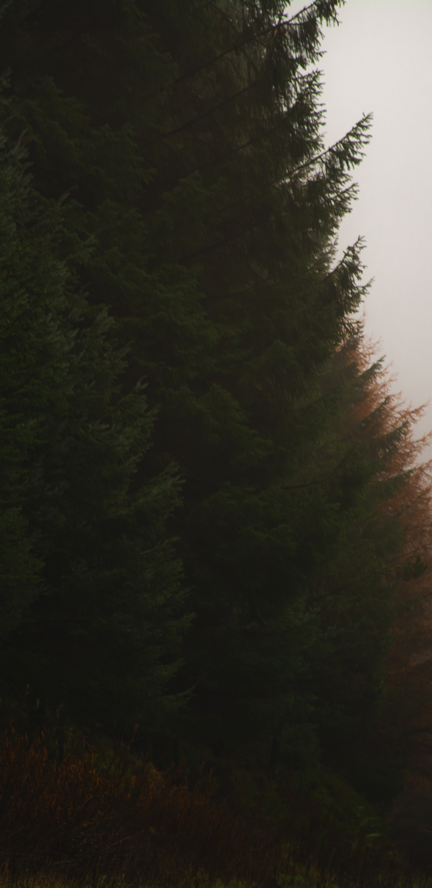 Natur, Baum, Nebel, Licht, Lärche. Wallpaper in 1440x2960 Resolution