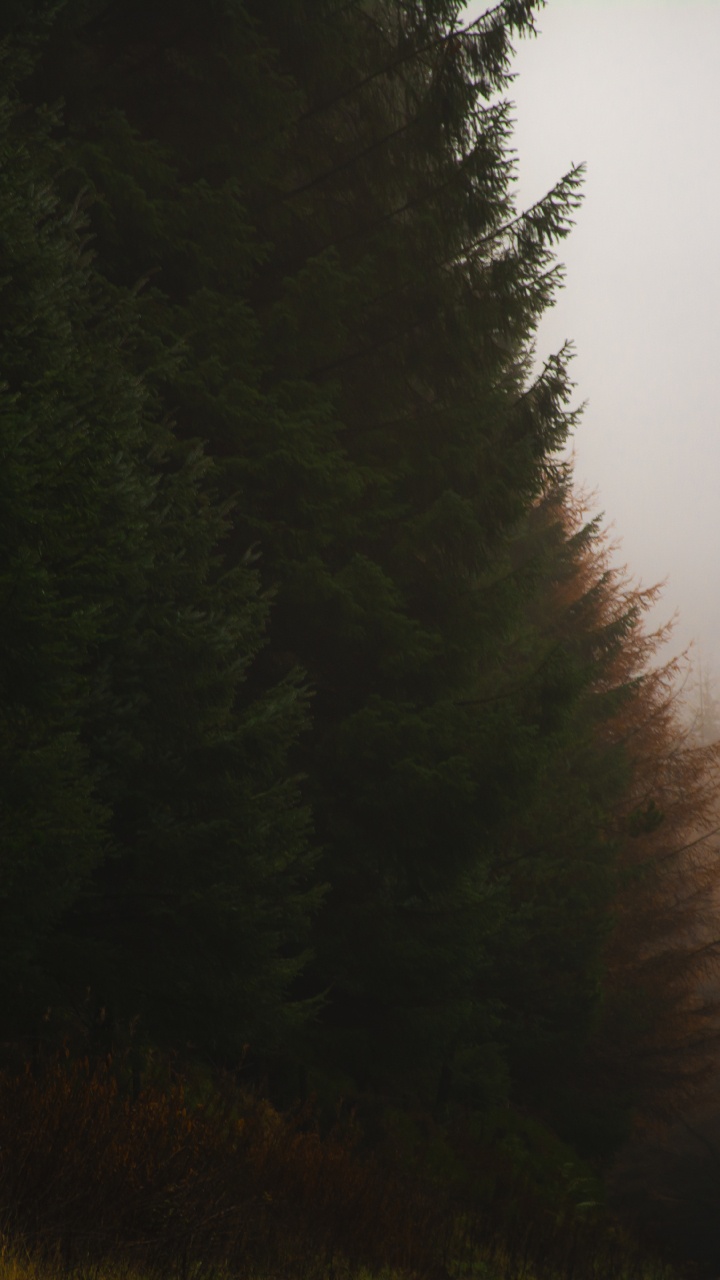 Obscurité, Nature, Brouillard, Lumière, Mélèze. Wallpaper in 720x1280 Resolution