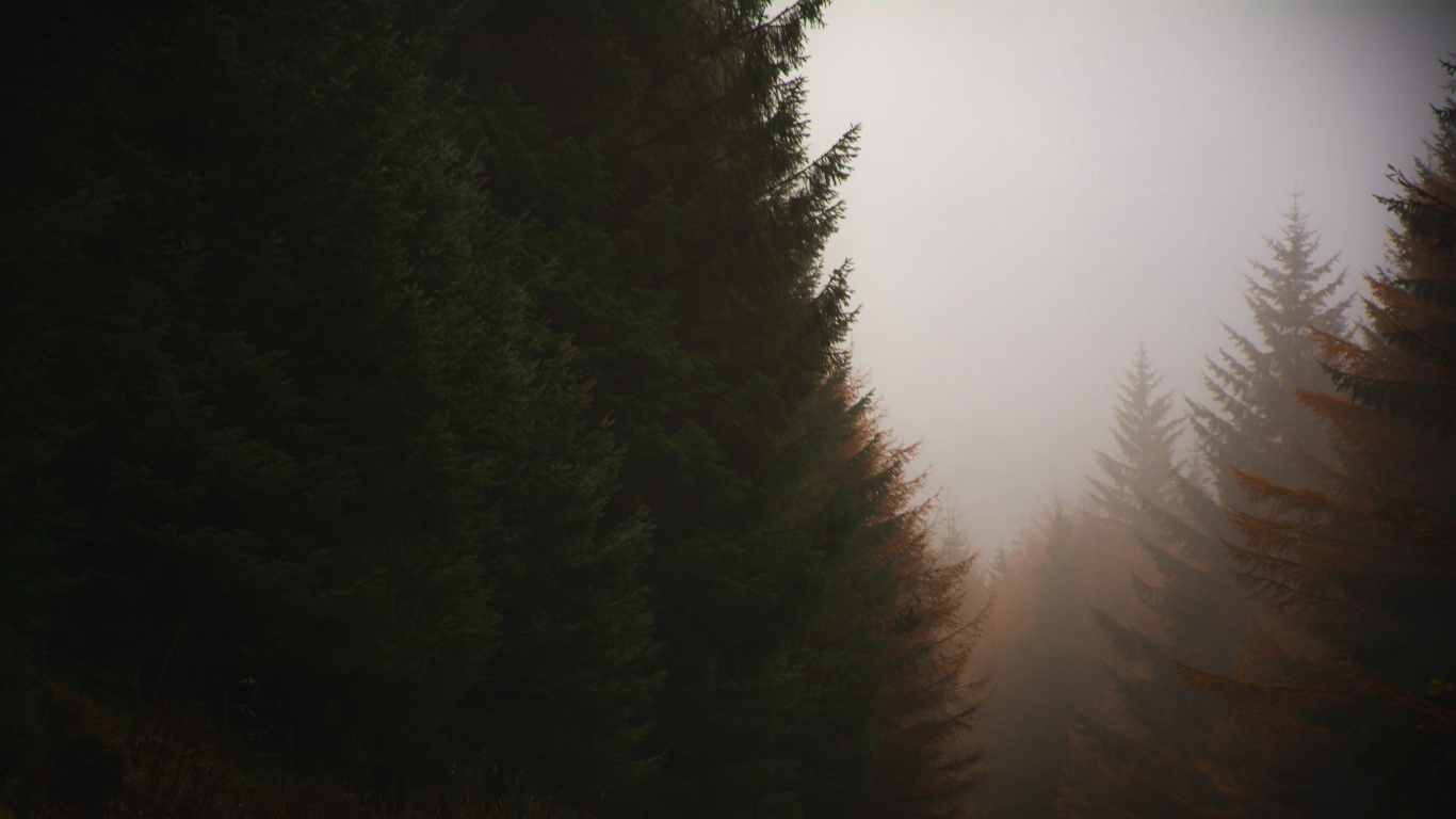 The Coniferous Forest, Darkness, Nature, Tree, Fog. Wallpaper in 1366x768 Resolution