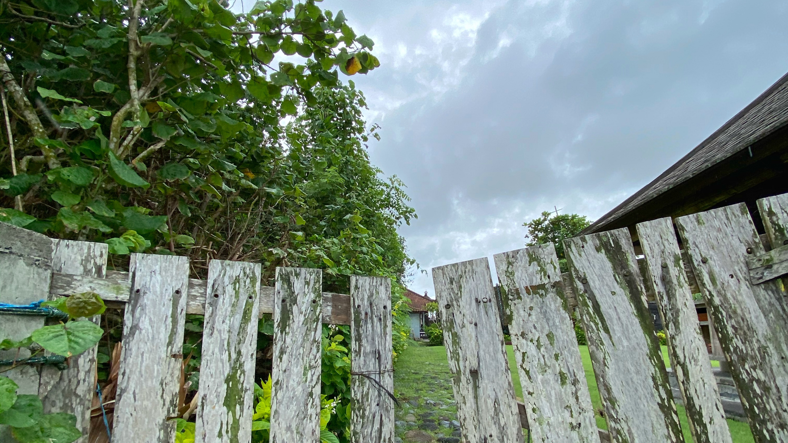 Wall, Rural Area, Groundcover, Plantation, Non Vascular Land Plant. Wallpaper in 2560x1440 Resolution