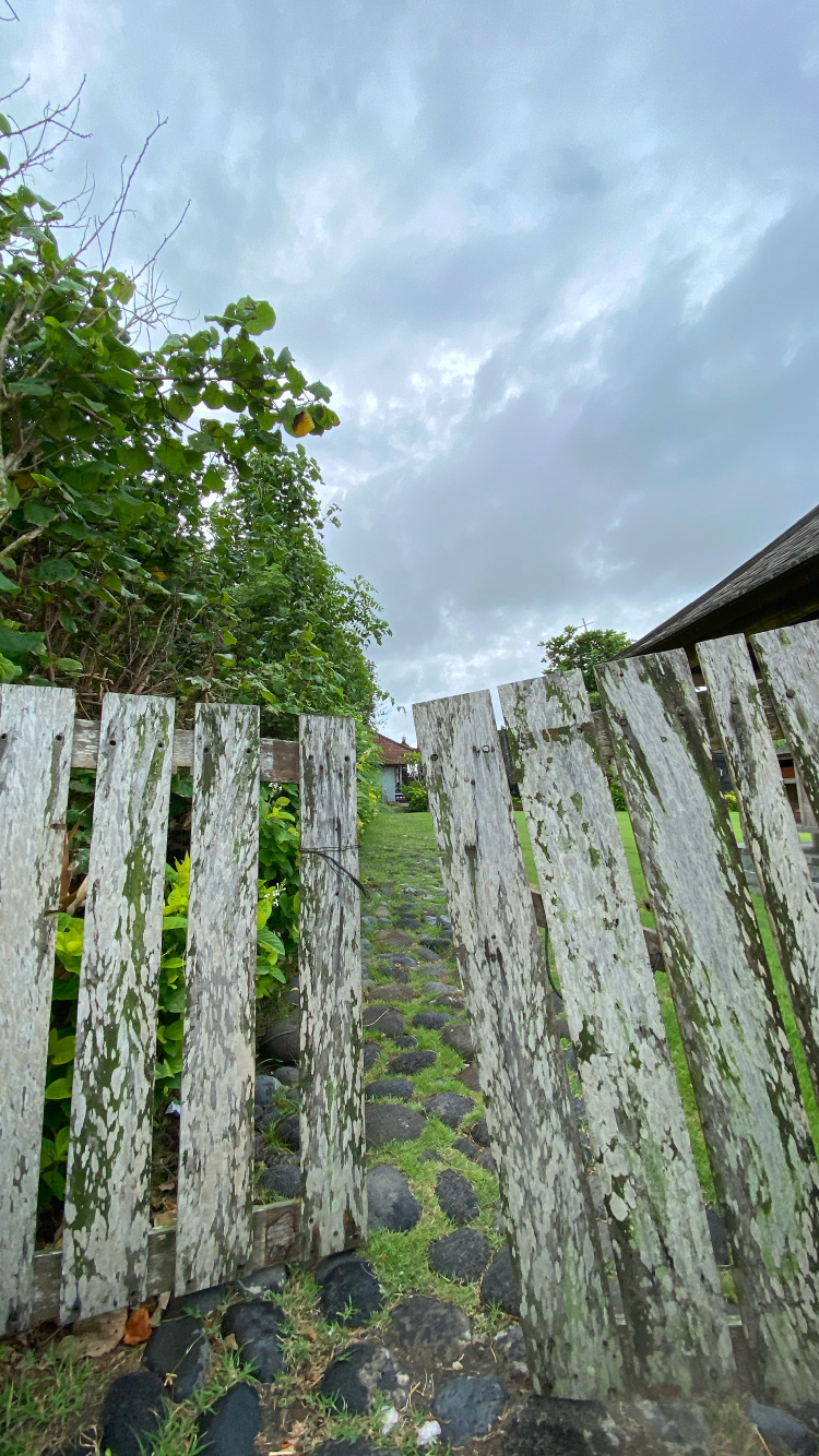 Wall, Rural Area, Groundcover, Plantation, Non Vascular Land Plant. Wallpaper in 750x1334 Resolution