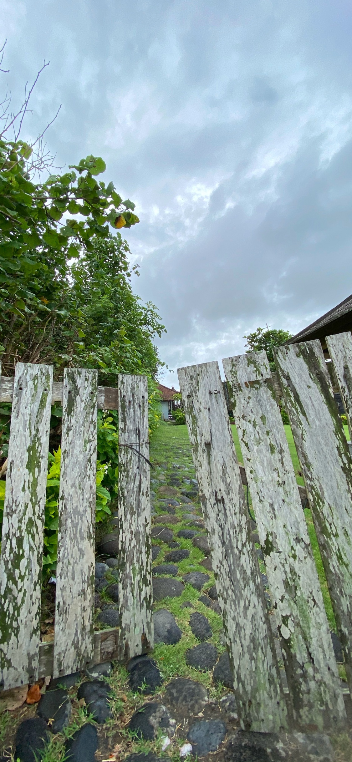 Wand, Ländlichen Bereich, Bodendecker, Plantage, Nicht Vaskuläre Land Anlage. Wallpaper in 1125x2436 Resolution