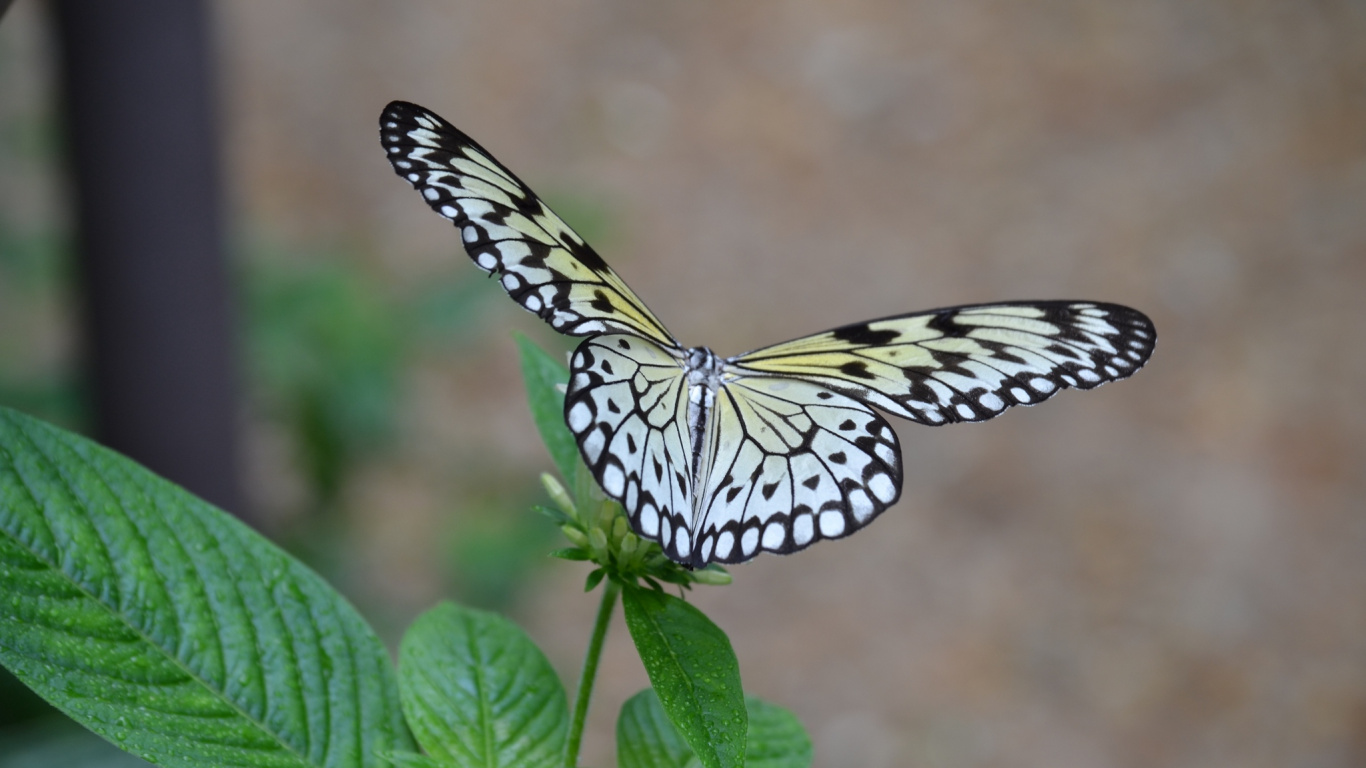 Mariposa en Blanco y Negro Posado Sobre Hojas Verdes en Fotografía de Cerca Durante el Día. Wallpaper in 1366x768 Resolution