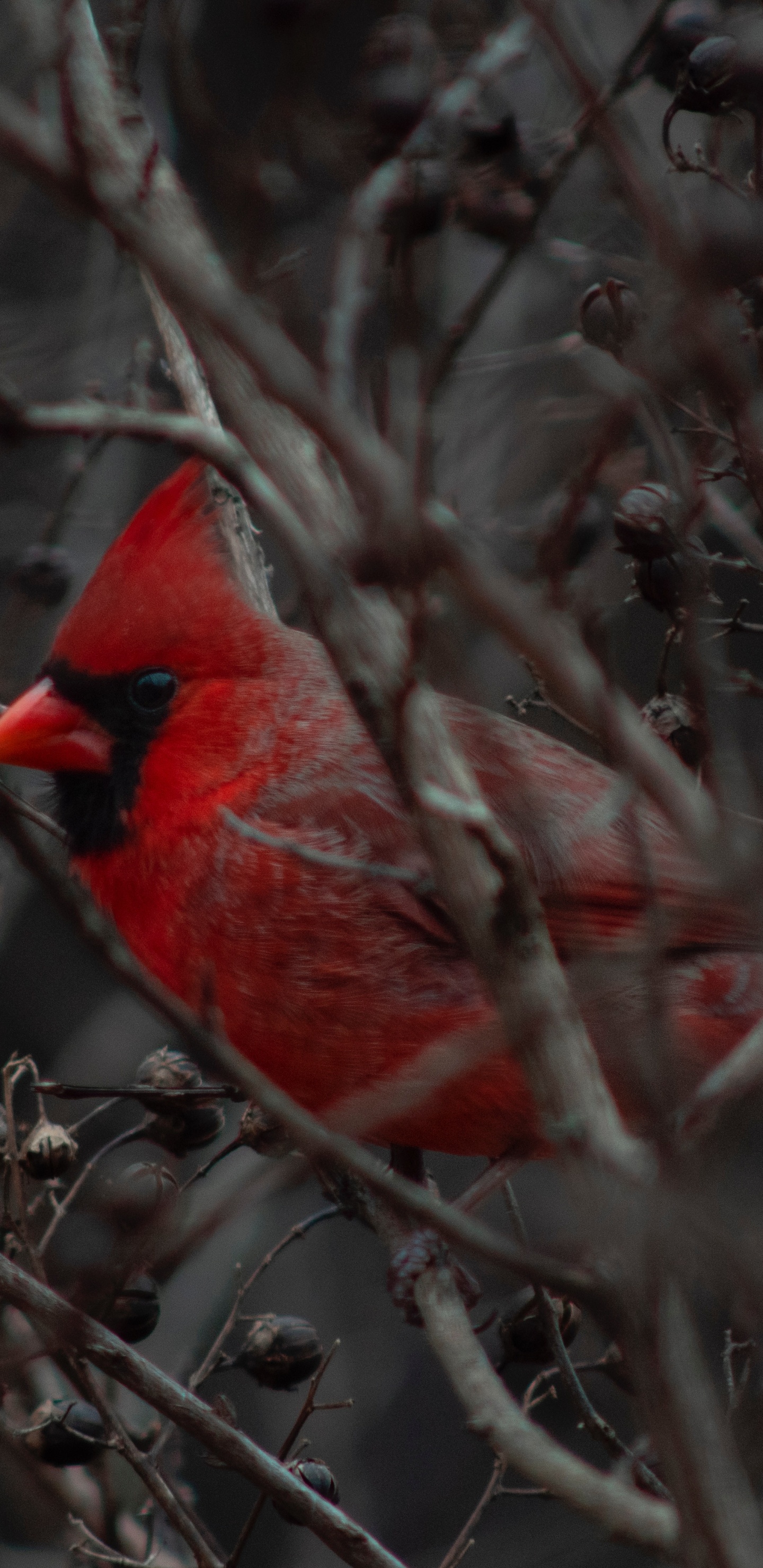 Pájaro Cardenal Rojo en la Rama de un Árbol Marrón Durante el Día. Wallpaper in 1440x2960 Resolution