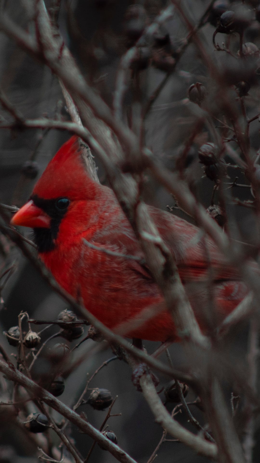 Oiseau Cardinal Rouge Sur Une Branche D'arbre Brun Pendant la Journée. Wallpaper in 1080x1920 Resolution
