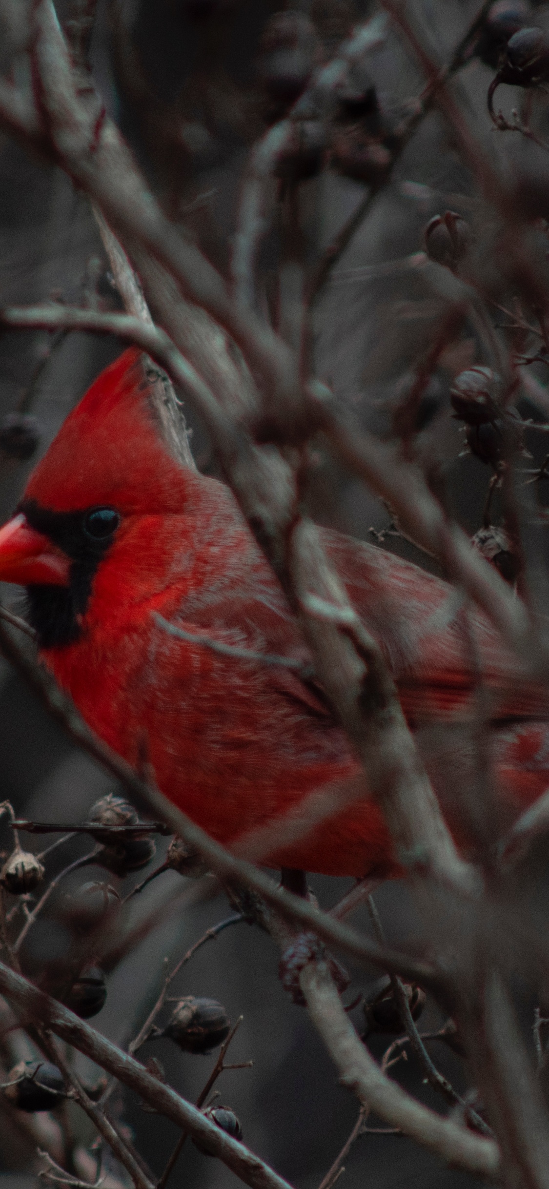 Oiseau Cardinal Rouge Sur Une Branche D'arbre Brun Pendant la Journée. Wallpaper in 1125x2436 Resolution