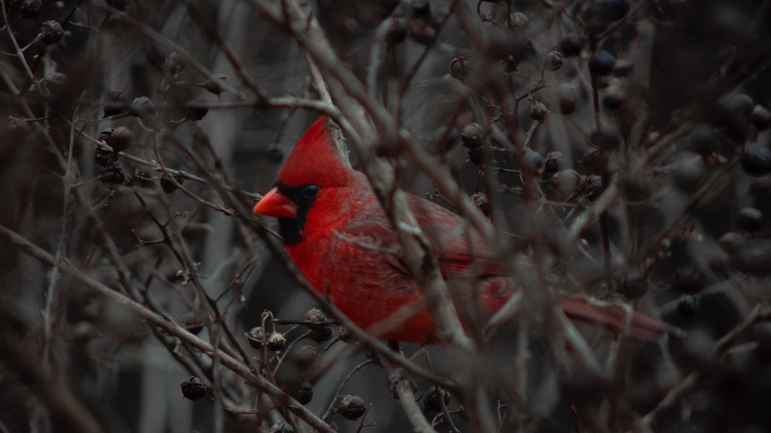 Oiseau Cardinal Rouge Sur Une Branche D'arbre Brun Pendant la Journée. Wallpaper in 2560x1440 Resolution