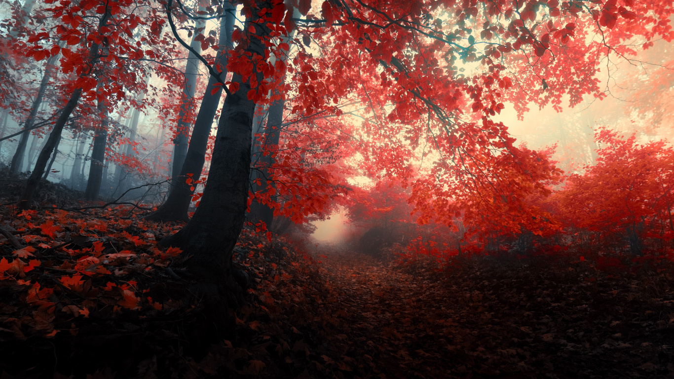 Red and Brown Leaves on Ground. Wallpaper in 1366x768 Resolution