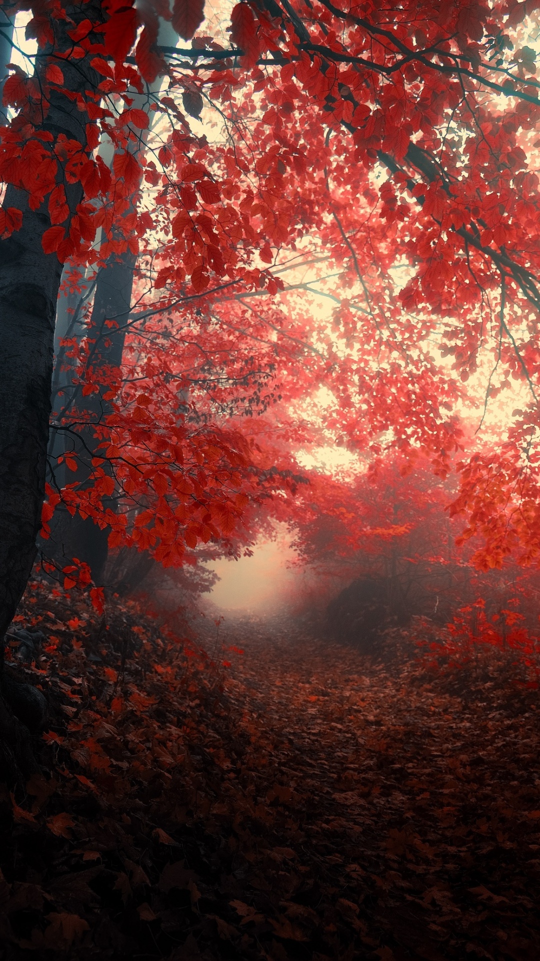 秋天的森林, 性质, 红色的, 森林, 作曲家 壁纸 1080x1920 允许