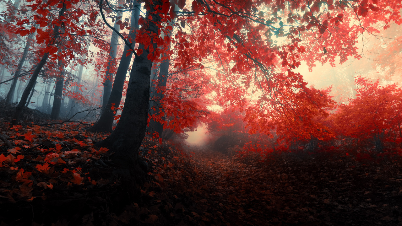 秋天的森林, 性质, 红色的, 森林, 作曲家 壁纸 1280x720 允许