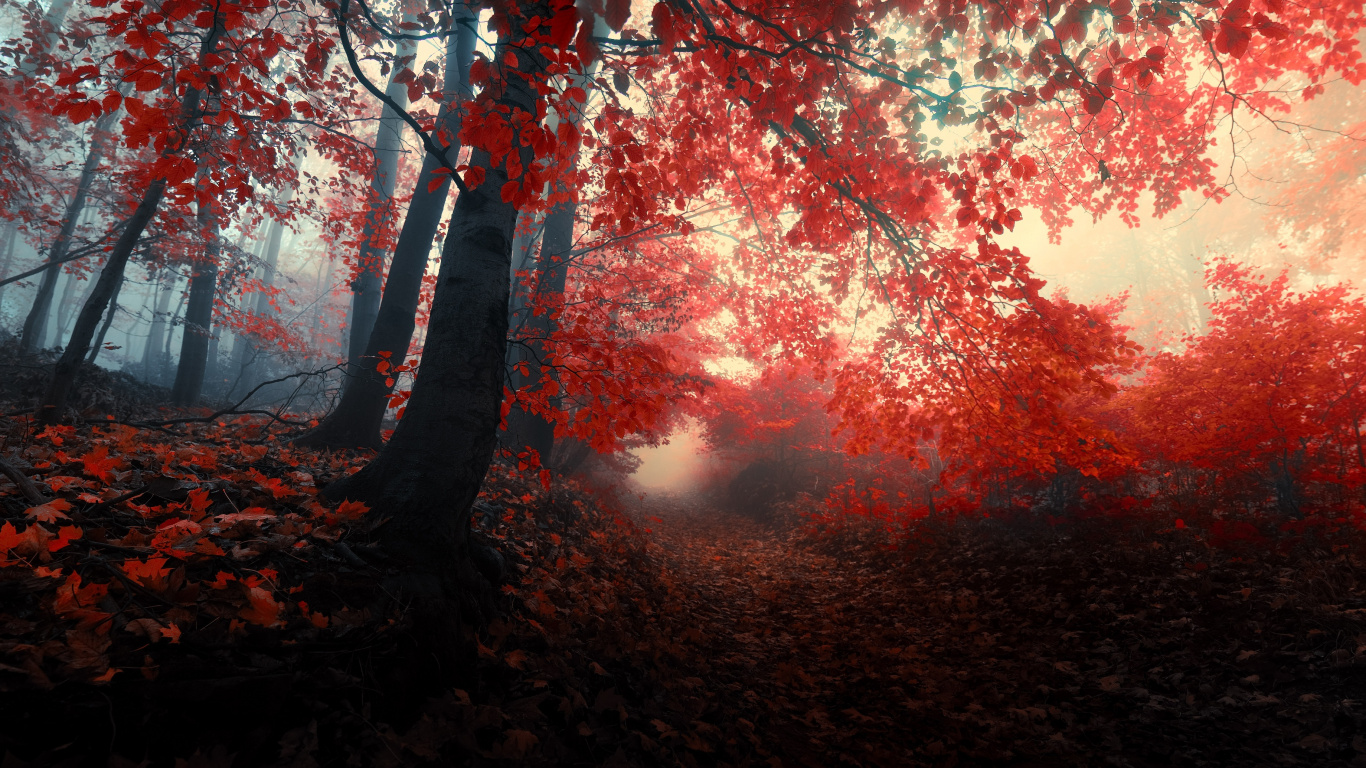 秋天的森林, 性质, 红色的, 森林, 作曲家 壁纸 1366x768 允许